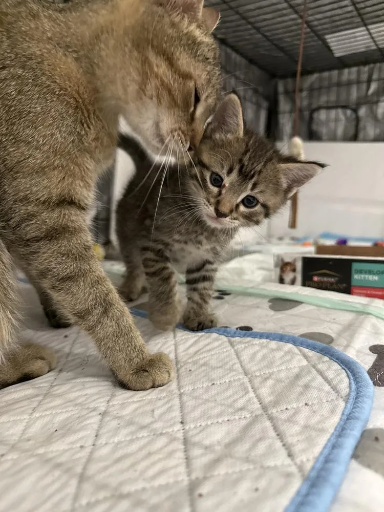 Macaroni Mischief thumbnail 4