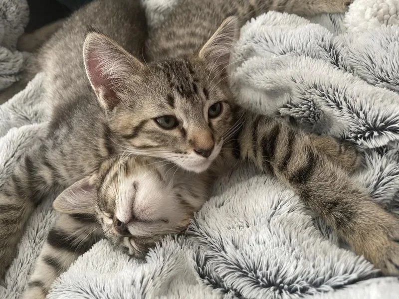 Macaroni Mischief thumbnail 5