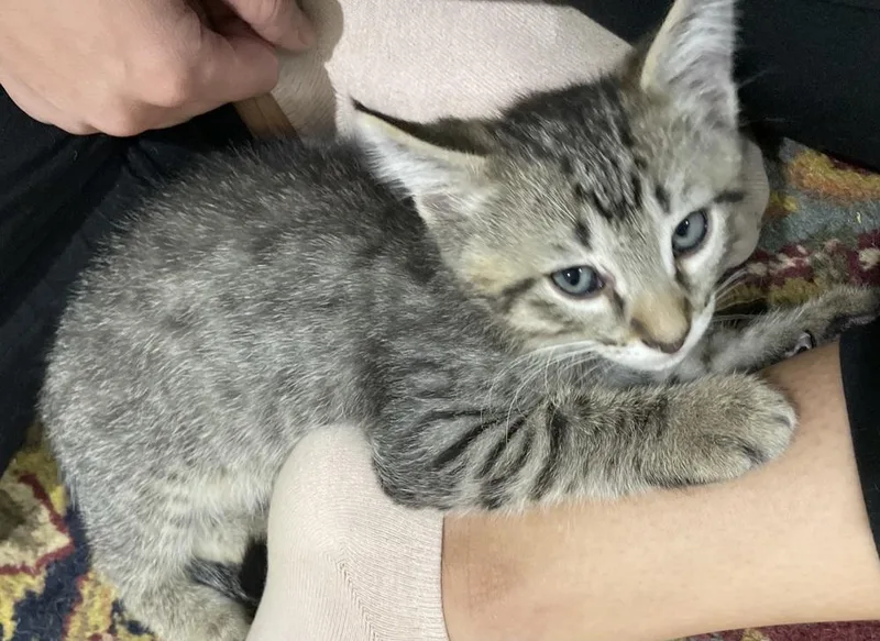 Macaroni Mischief thumbnail 6