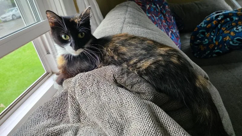 A young medium-sized female Domestic Long Hair cat named S'More for adoption in Fond Du Lac, WI
