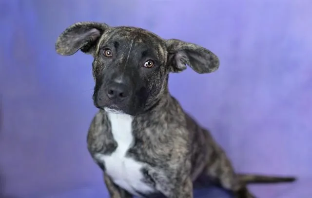 Delilah