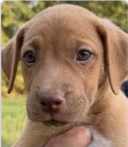 A baby medium-sized male Hound dog named Ray Allen for adoption in Bloomfield, CT
