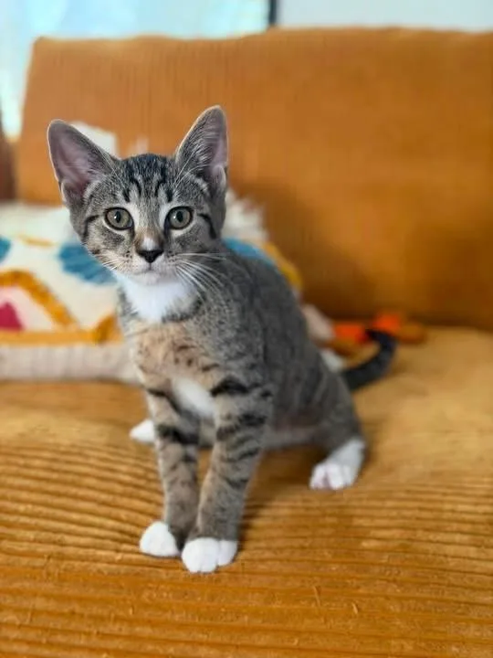 A baby medium-sized male Domestic Short Hair cat named Cornbread for adoption in Kenhorst, PA