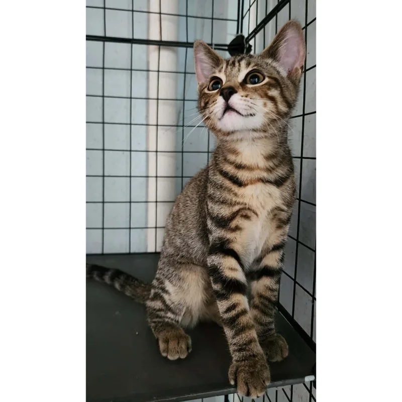 A baby small-sized female Torbie Domestic Short Hair cat named Pallet for adoption in Stoughton, WI
