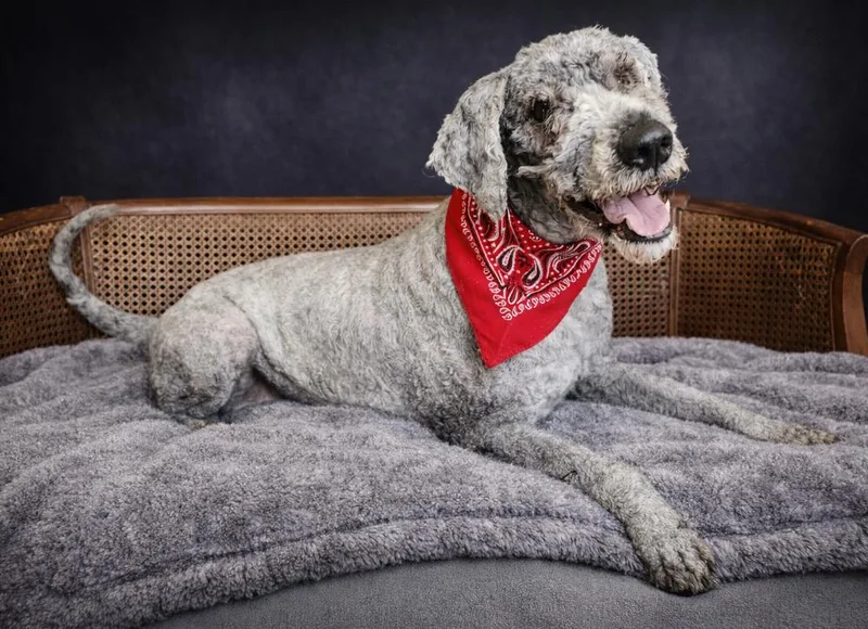 An adult large-sized male Gray / Blue / Silver Goldendoodle dog named Beau for adoption in Cheboygan, MI