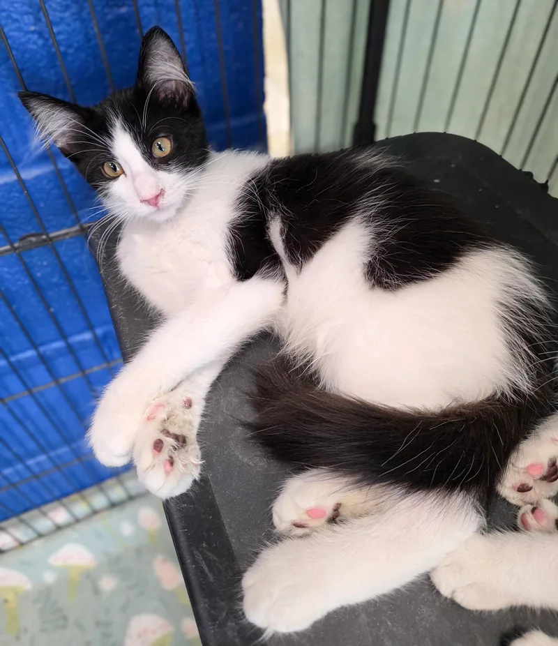 A baby medium-sized male Black & White / Tuxedo Domestic Medium Hair cat named Willard for adoption in Gainesville, TX