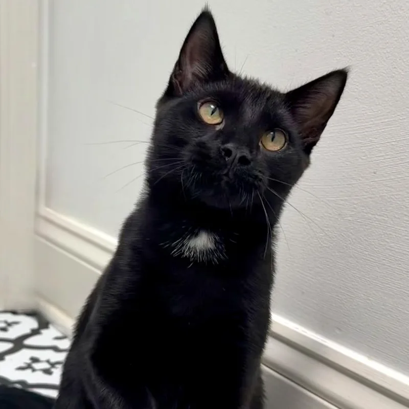A baby small-sized male Black Domestic Short Hair cat named Jet for adoption in Germantown, MD