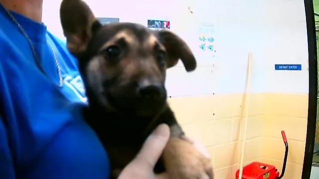 A baby small-sized male German Shepherd Dog dog named Evergreen for adoption in Tulsa, OK