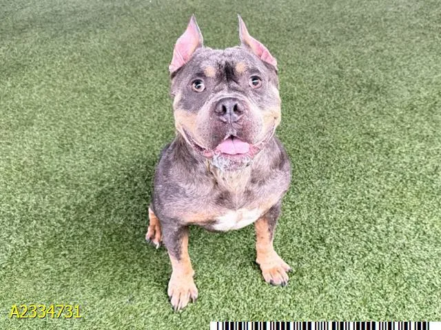 An adult large-sized female Mixed Breed dog named Agnes for adoption in West Palm Beach, FL