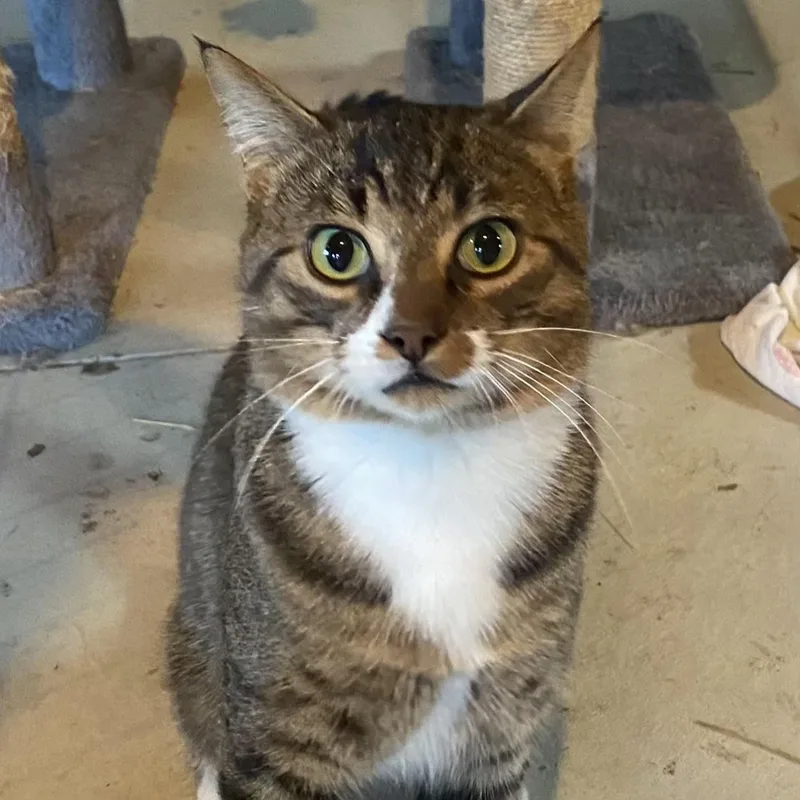 A young medium-sized male Tabby (Brown / Chocolate) Domestic Short Hair cat named Ben for adoption in Grand Rapids, MI