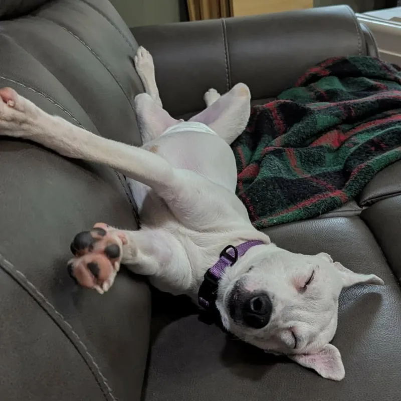 A young medium-sized male White / Cream Mixed Breed dog named Oscar for adoption in Olathe, KS
