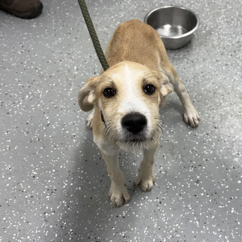 A baby medium-sized male Apricot / Beige Wirehaired Terrier dog named Huey for adoption in Bardstown, KY