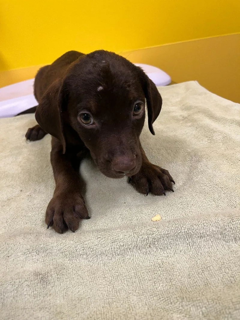 A baby small-sized male Brown / Chocolate Mixed Breed dog named Muffin Man for adoption in Raleigh, NC