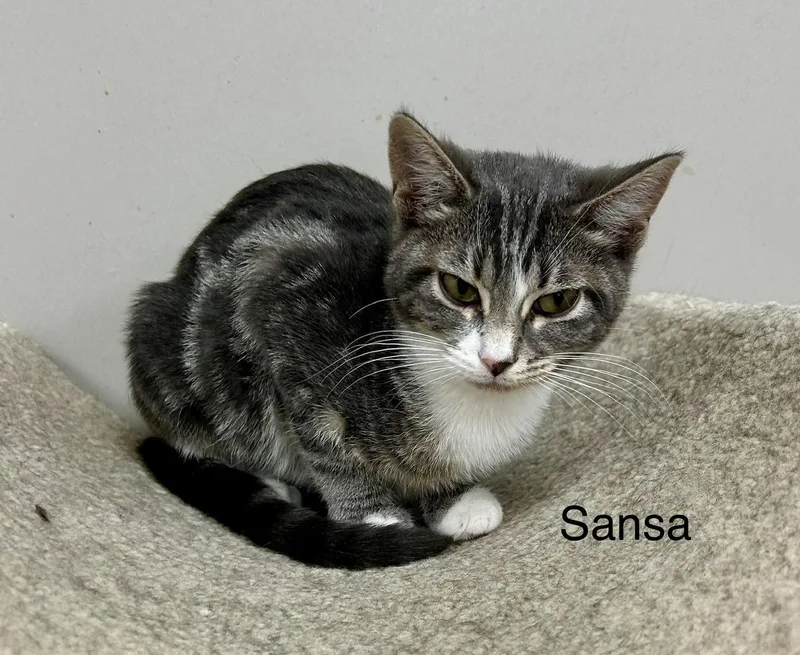 Sansa thumbnail 2