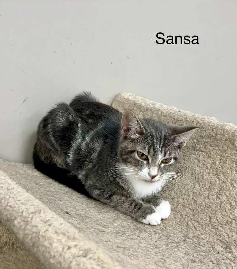 Sansa thumbnail 3