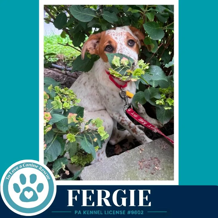 A baby medium-sized female Cattle Dog dog named Fergie for adoption in Kimberton, PA