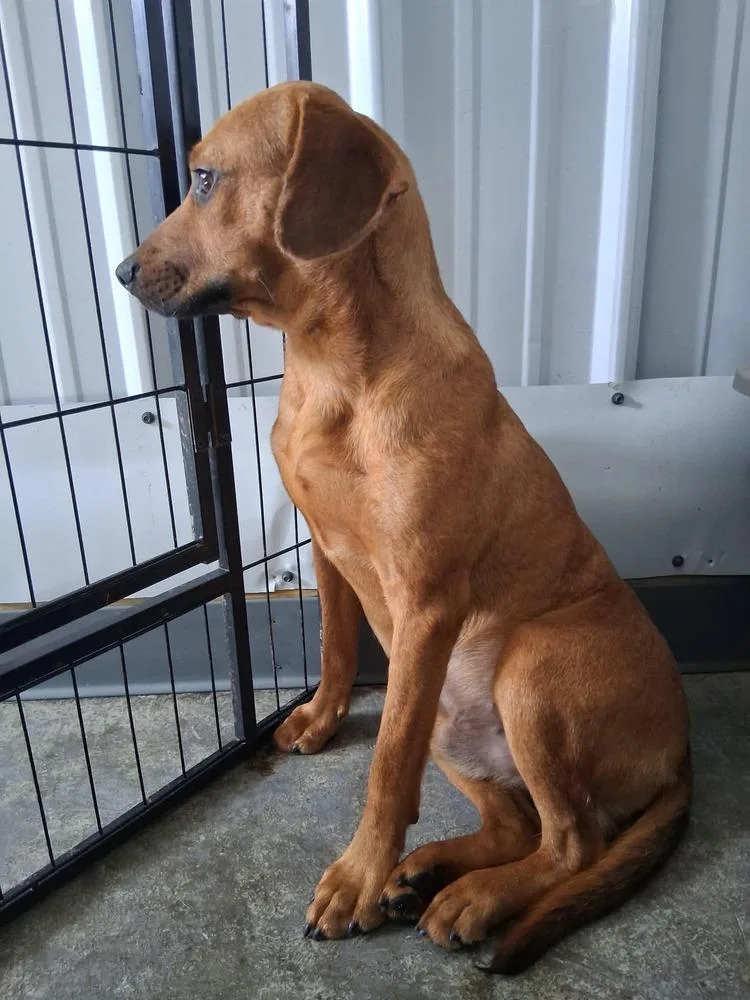 A baby medium-sized male Hound dog named Walter for adoption in Irwin, PA