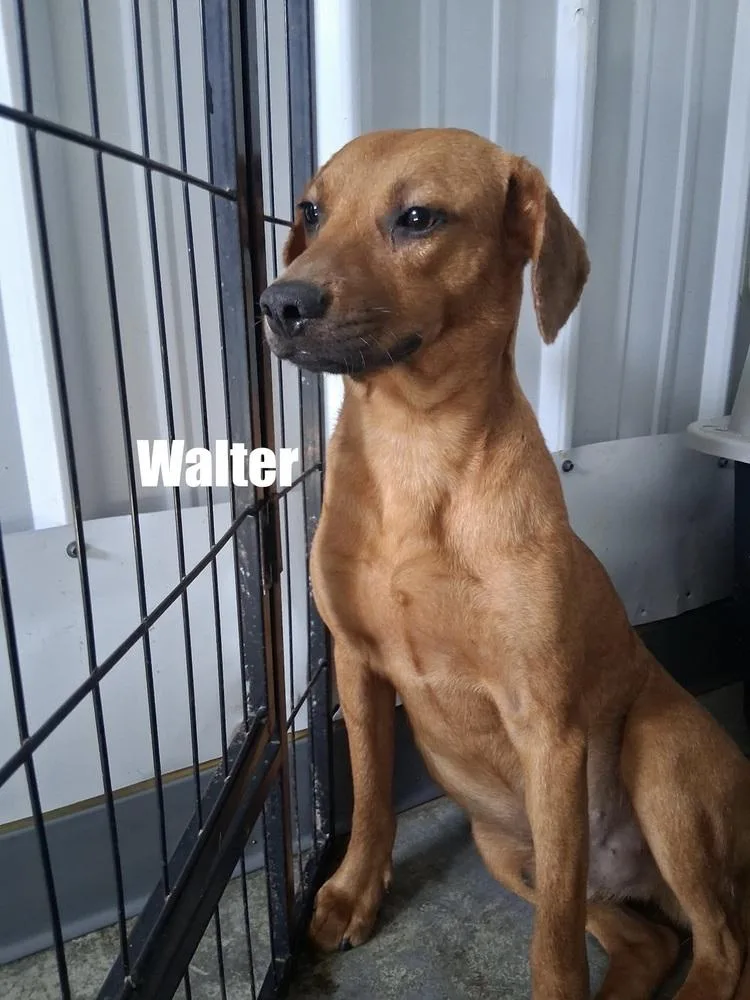 Walter thumbnail 2