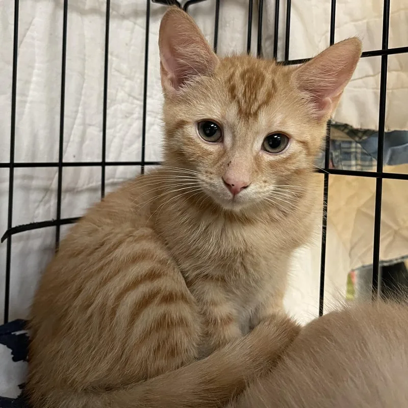A baby small-sized male Buff / Tan / Fawn Domestic Short Hair cat named Gerard for adoption in Walden, NY