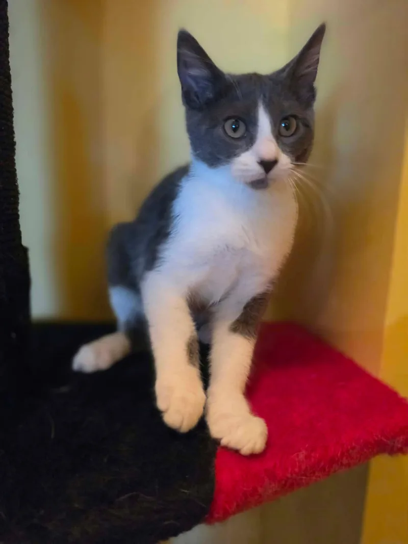 A baby medium-sized female Gray & White Domestic Short Hair cat named Mimi for adoption in Overland Park, KS