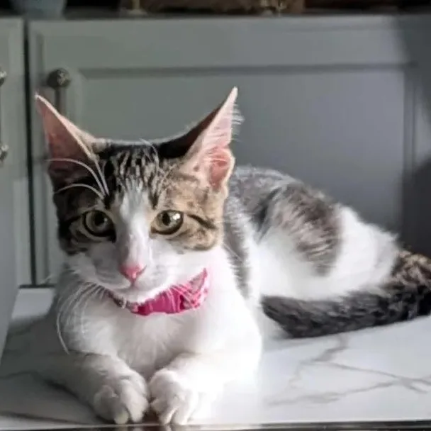 Lily thumbnail 3