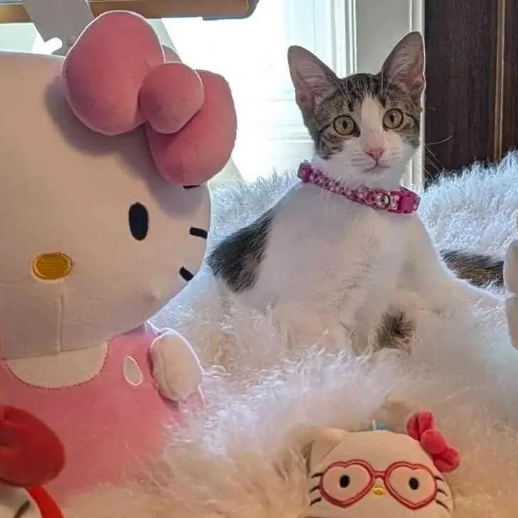 Lily thumbnail 4