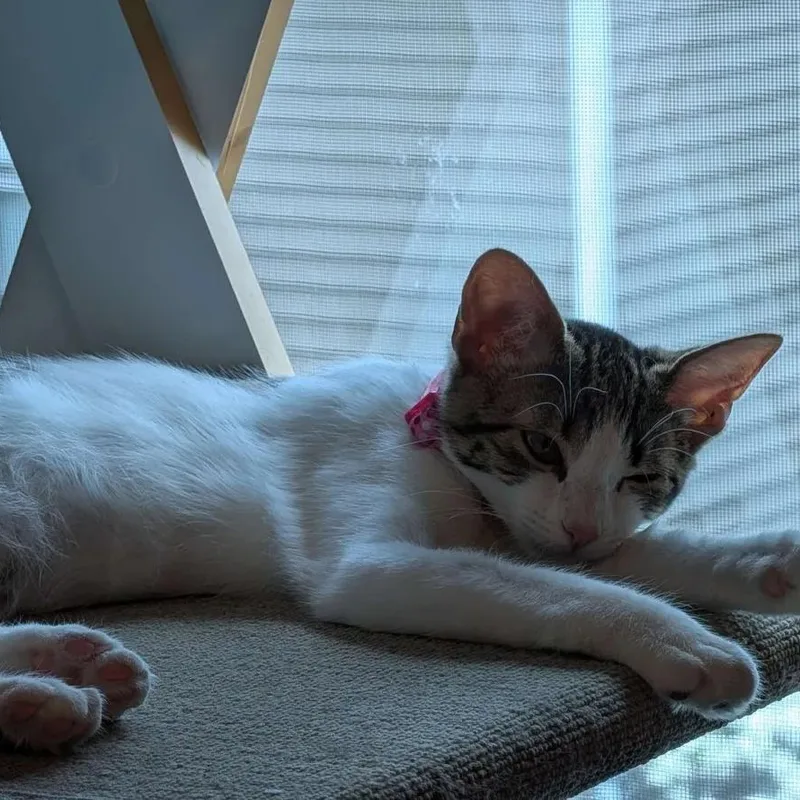 Lily thumbnail 5