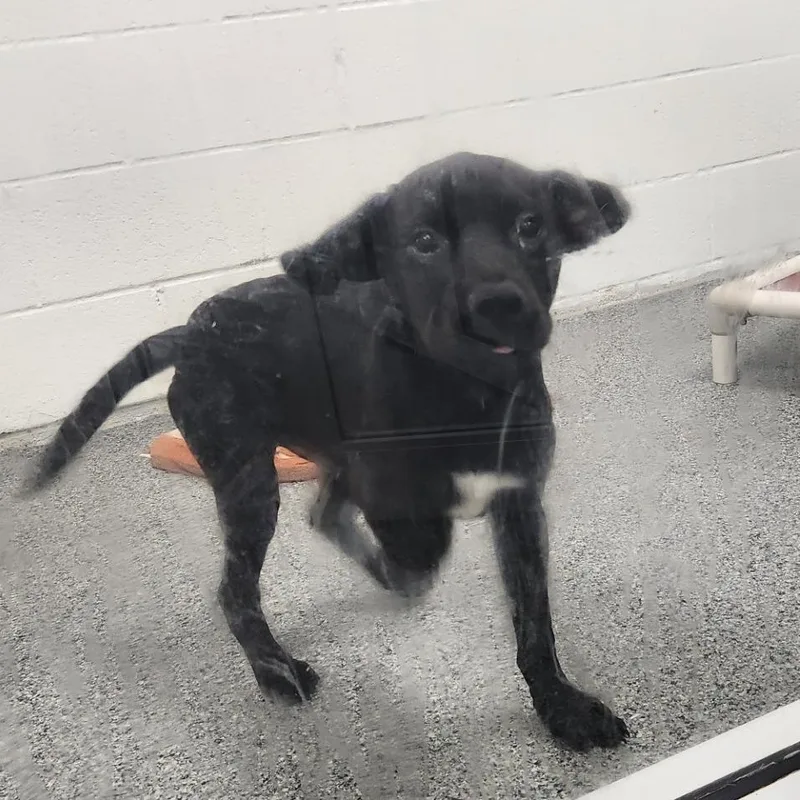 A baby small-sized male Black Mixed Breed dog named Garp for adoption in Grand Rapids, MI