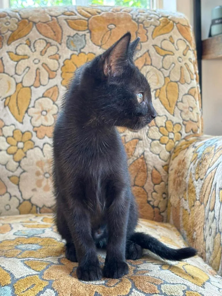 A baby small-sized female Domestic Short Hair cat named Sally for adoption in Gorham, ME