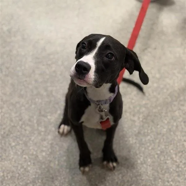 A young small-sized female Black Mixed Breed dog named Yume for adoption in Jacksonville, FL