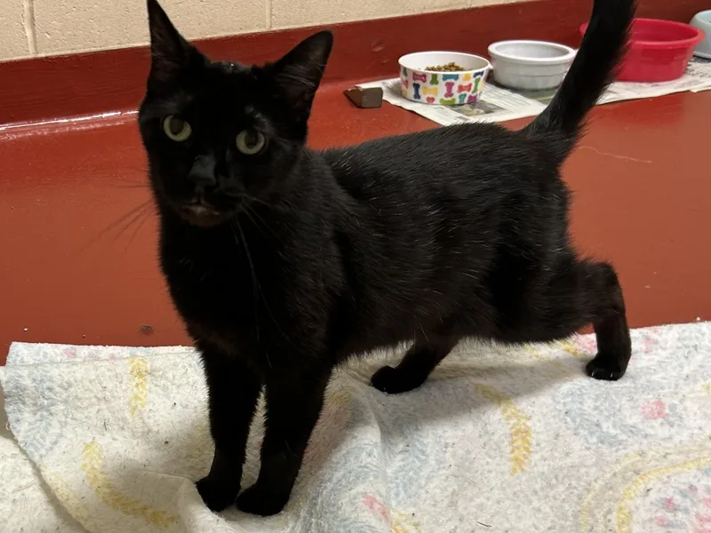An adult medium-sized female Black Domestic Short Hair cat named Sundae for adoption in Mason City, IA