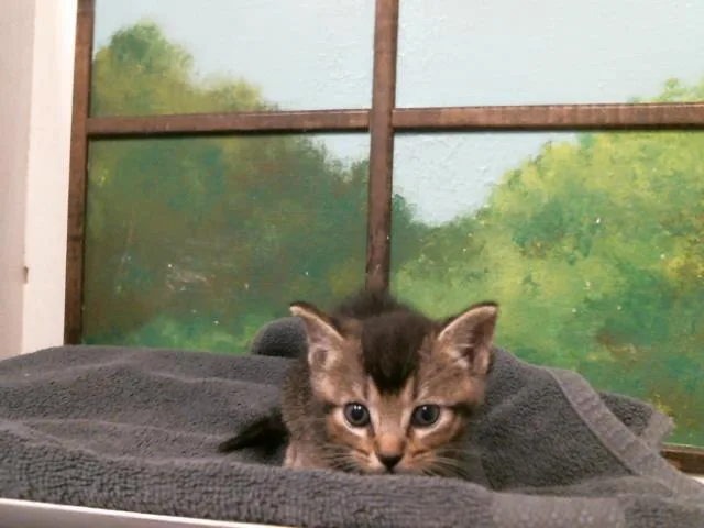 A baby small-sized male Domestic Short Hair cat named Ame for adoption in Houston, TX
