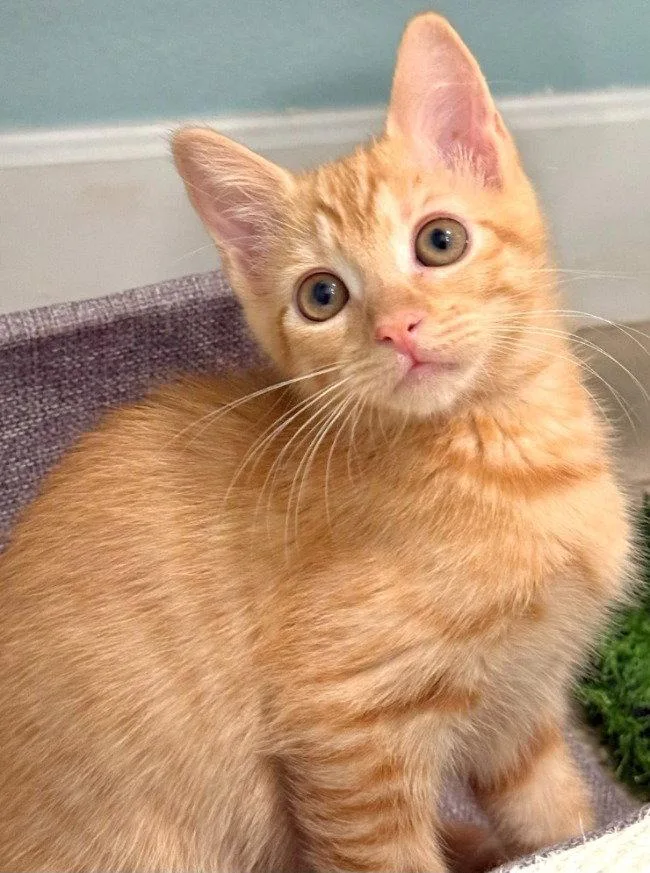 A baby medium-sized female Orange / Red Domestic Short Hair cat named Hekla for adoption in Oviedo, FL