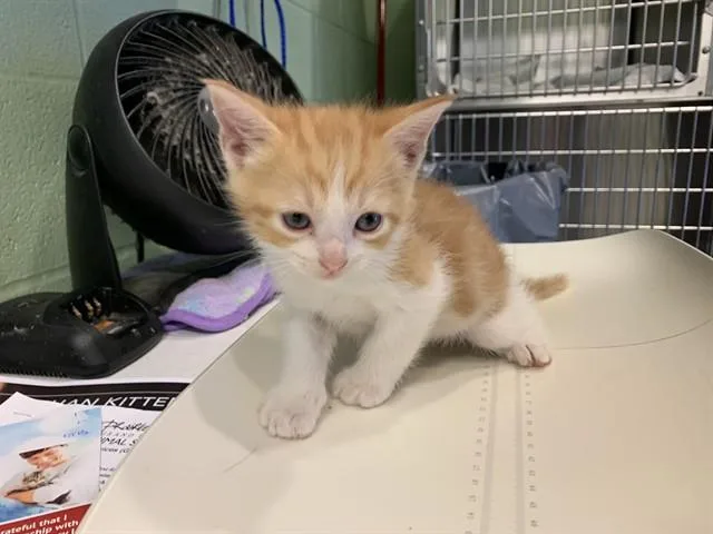 A baby small-sized male Domestic Short Hair cat named Ember for adoption in Grand Prairie, TX