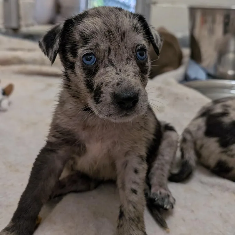 Puppy Waco