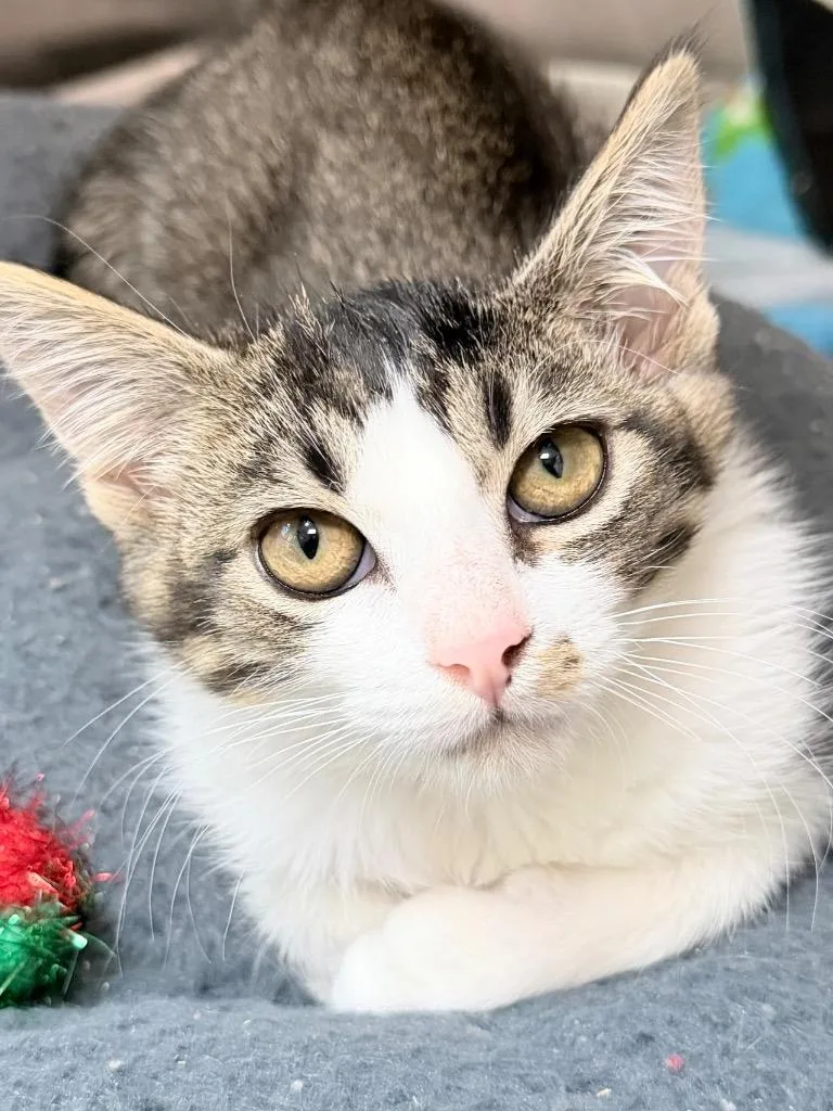 A baby medium-sized female Domestic Short Hair cat named Downy for adoption in Menomonie, WI