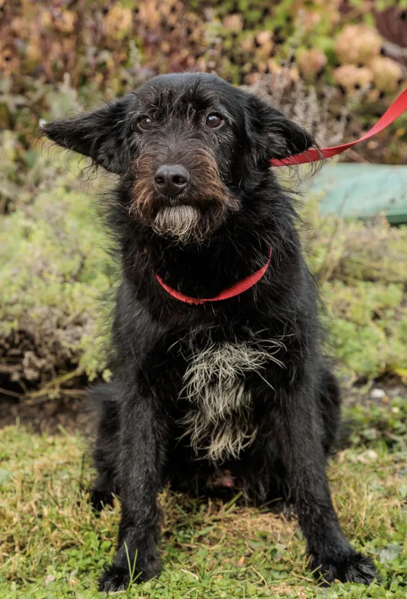 A baby medium-sized male Goldendoodle dog named Zachary for adoption in Chester Springs, PA