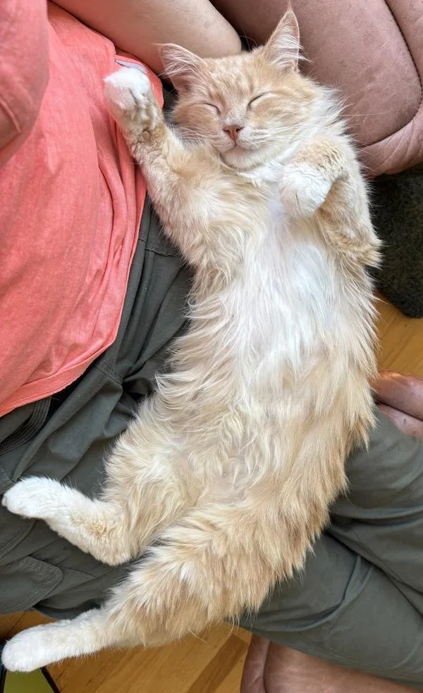 An adult small-sized male Domestic Medium Hair cat named Lewis for adoption in Novato, CA