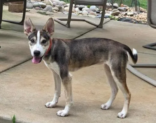 A young small-sized female Tricolor (Brown, Black, & White) Husky dog named Loba for adoption in Mocksville, NC