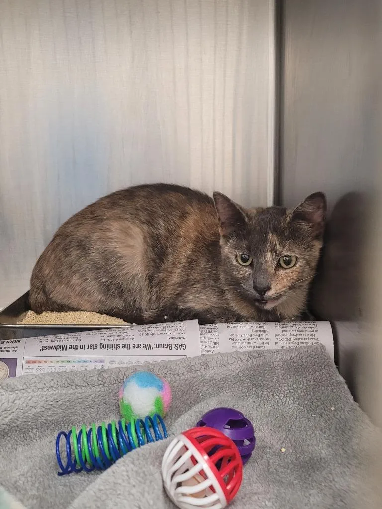A young small-sized female Domestic Short Hair cat named Nala for adoption in Angola, IN
