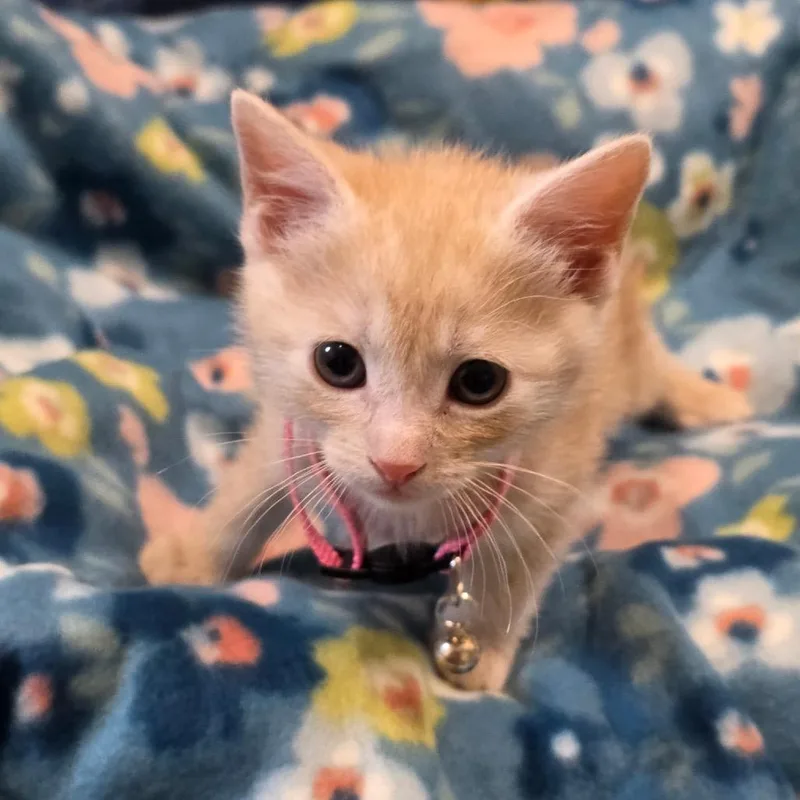 A baby small-sized female Orange / Red Domestic Short Hair cat named Blanche for adoption in Eureka Springs, AR