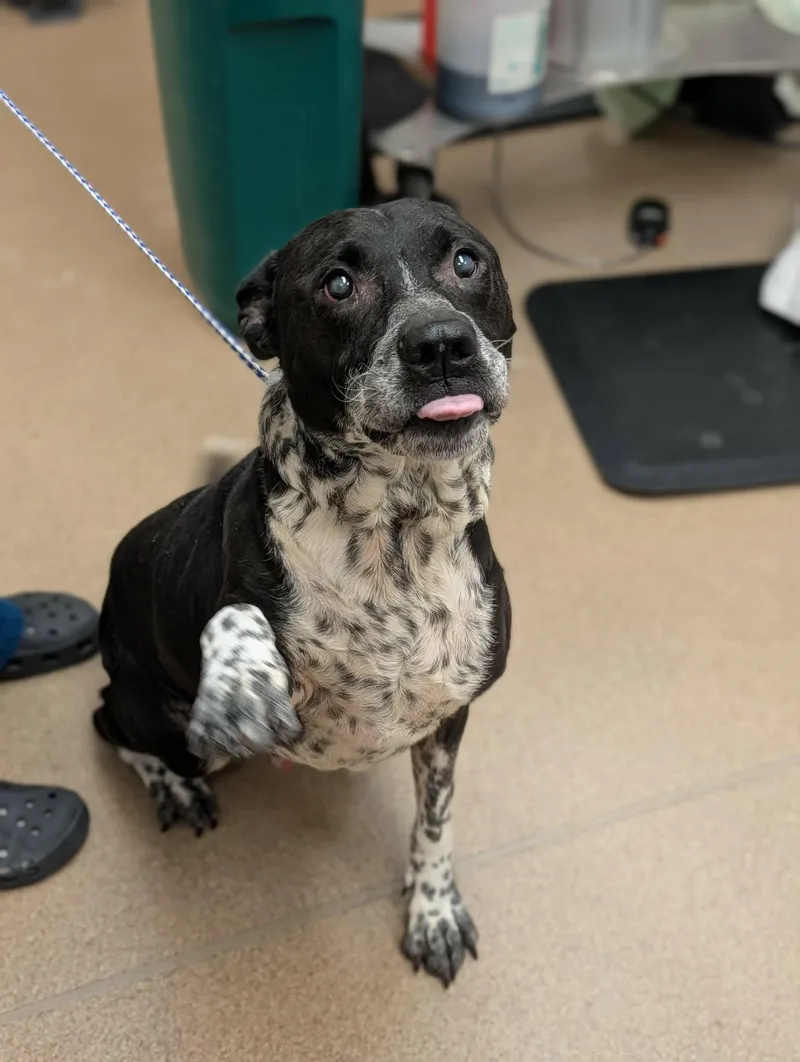 A senior large-sized male Black Hound dog named Oakley for adoption in Chambersburg, PA