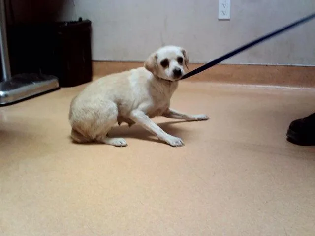 An adult small-sized female Terrier dog named Laney Penn for adoption in Martinez, CA