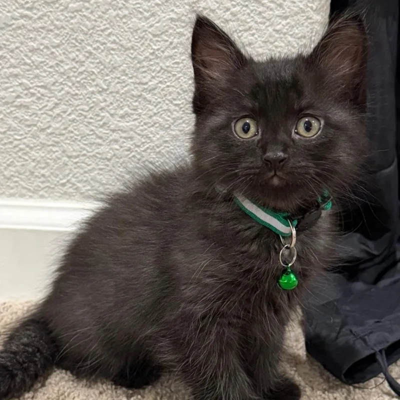 A baby medium-sized male Black Domestic Medium Hair cat named Shadow for adoption in Brentwood, CA