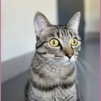 An adult medium-sized female Tabby (Gray / Blue / Silver) Domestic Short Hair cat named Ariel for adoption in Lodi, CA