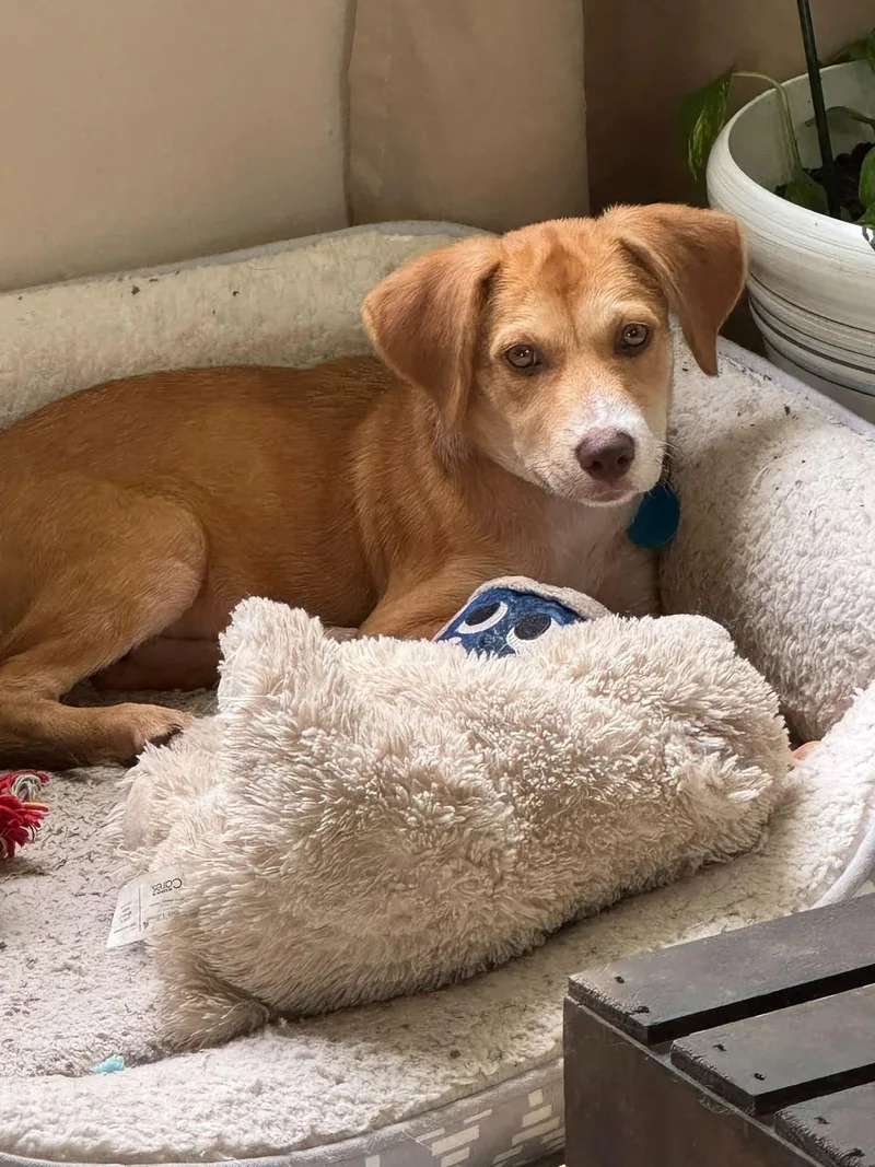 A baby medium-sized female Labrador Retriever dog named Allie for adoption in Royal Palm Beach, FL
