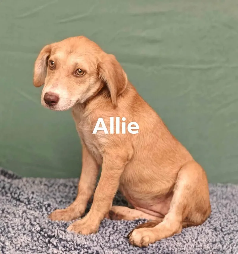Allie thumbnail 2