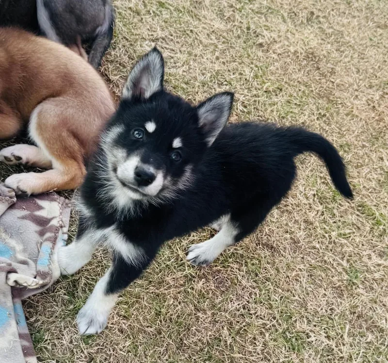 Valkyrie thumbnail 2