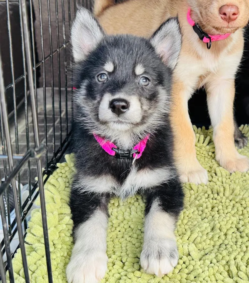 Valkyrie thumbnail 3