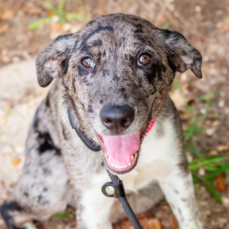 A baby medium-sized female Gray / Blue / Silver Catahoula Leopard Dog dog named Havannah for adoption in Hattiesburg, MS